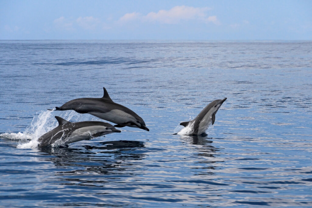 Dolphins