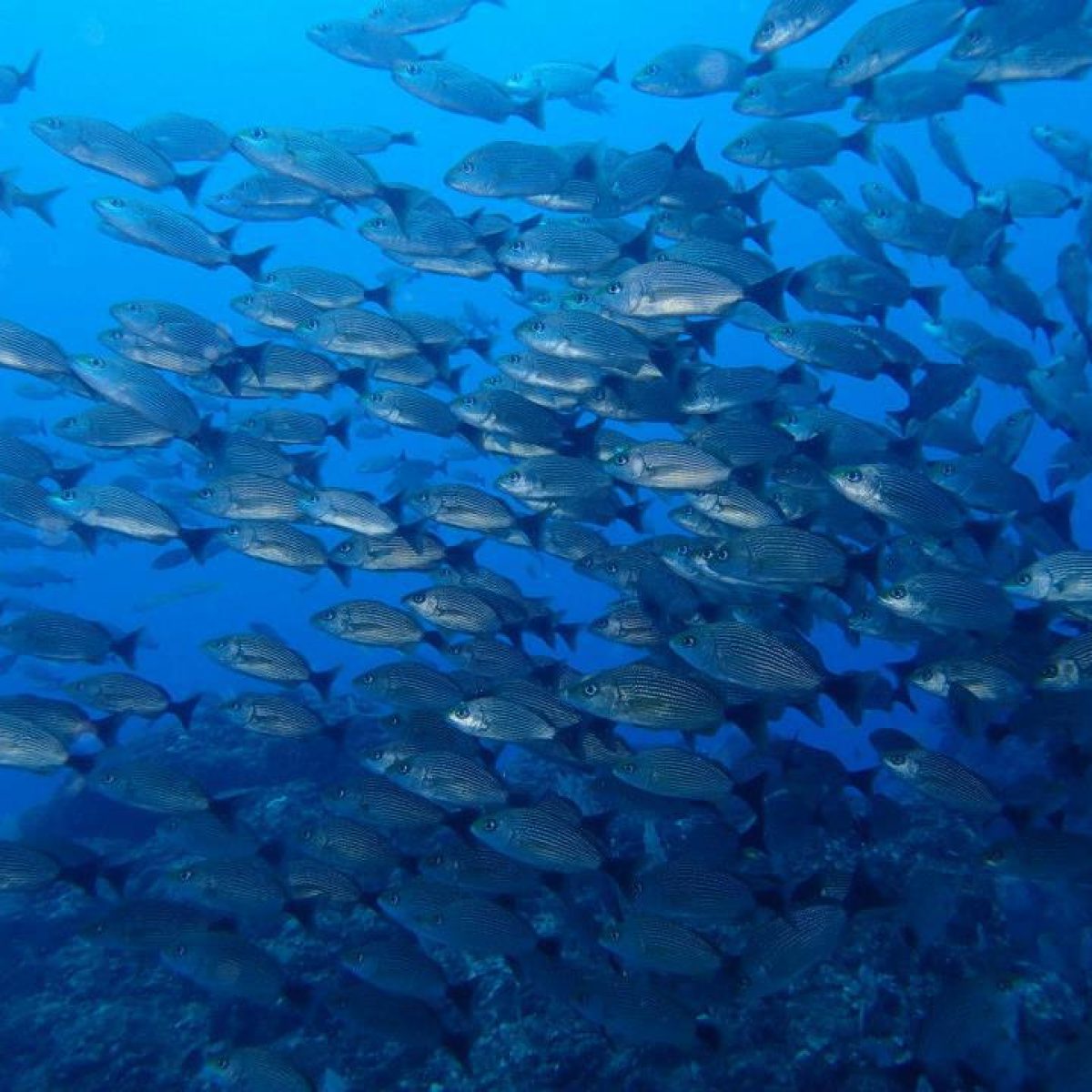 School of Fish