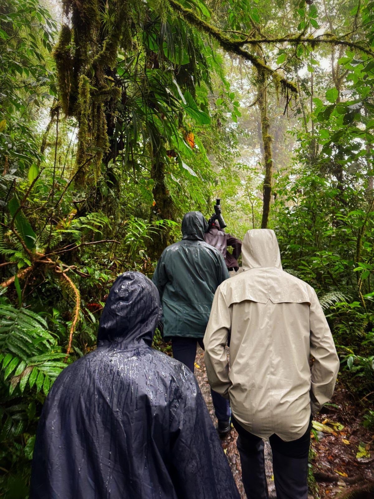 Corcovado Forest