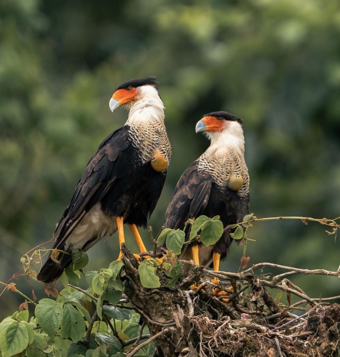 Crested Caracara
