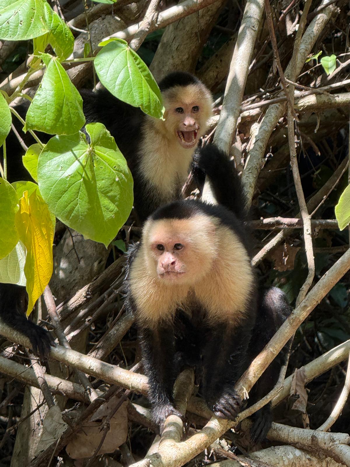 White-Faced Monkey
